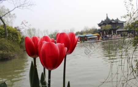 扬州瘦西湖郁金香图片