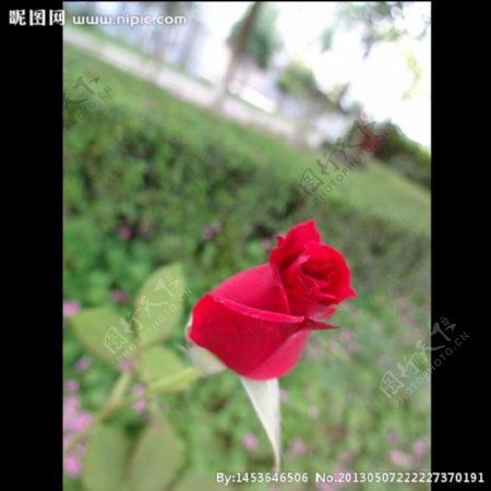 野玫瑰图片