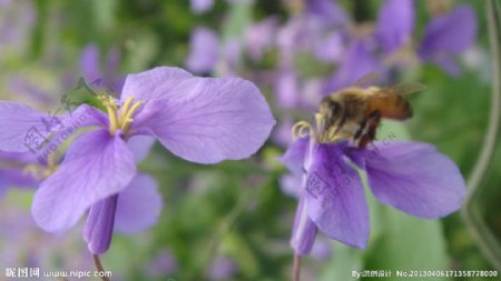 紫花和蜜蜂图片