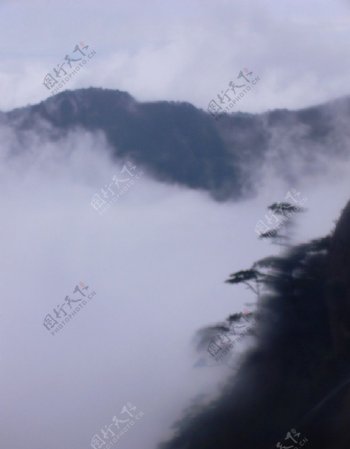 黄山雾松图片