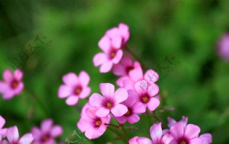 粉色的小花朵图片