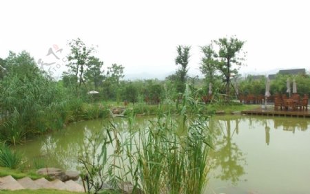 西溪湿地池塘图片