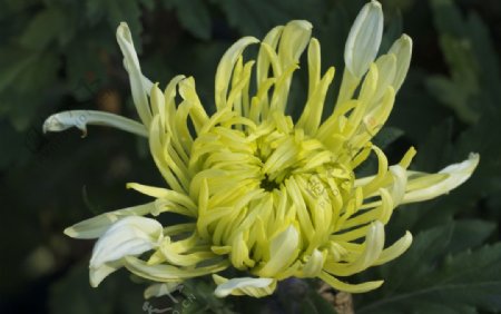 花卉黄色菊花盛放高清图片