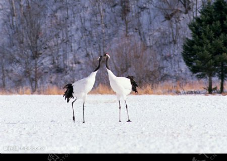 雪上一对丹顶鹤图片