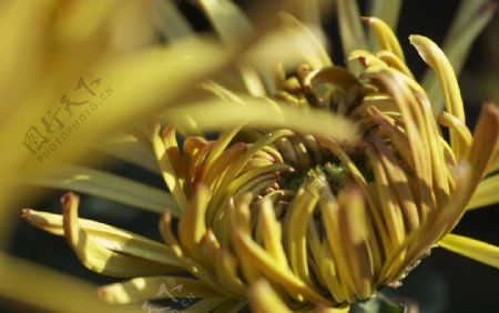 阳光照耀下的金色菊花图片