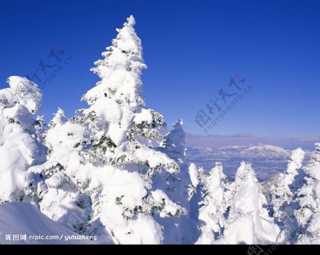 雪山雪松高清图图片