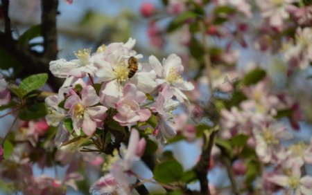 海棠花蜜蜂图片