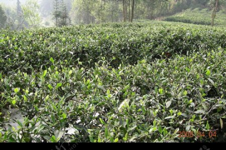 峨眉山茶业基地图片
