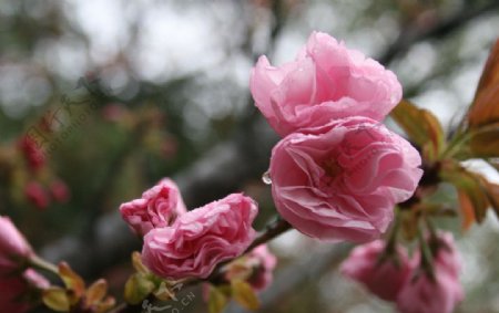 雨后樱花图片
