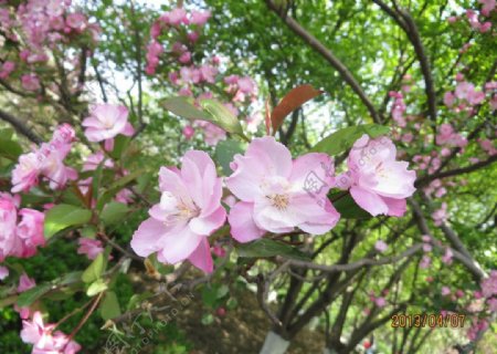 西府海棠花图片