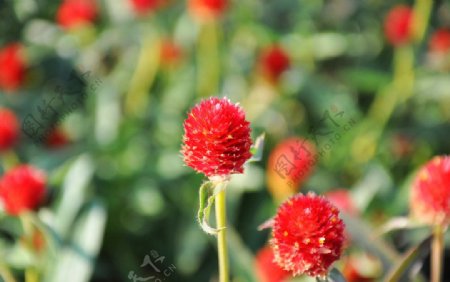 小头红色菊花图片
