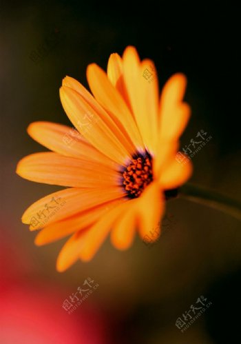 太阳菊图片