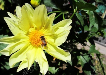 黄色花上的蜜蜂图片