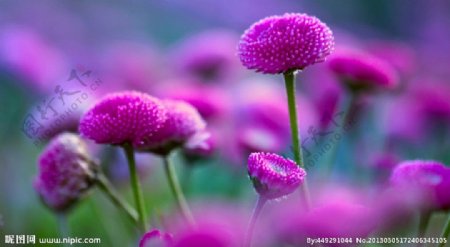 紫红花朵图片