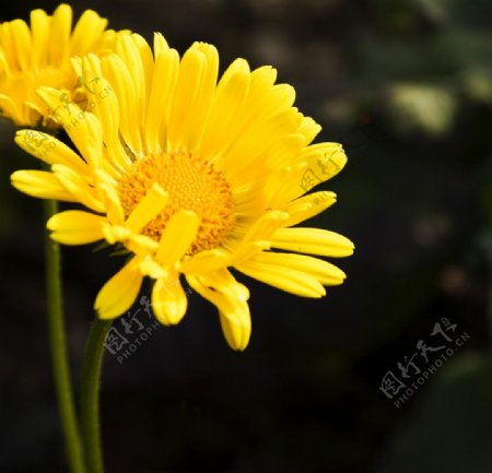 黄雏菊图片