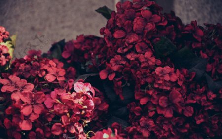 暗红绢花图片