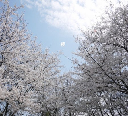 青空下的樱花图片