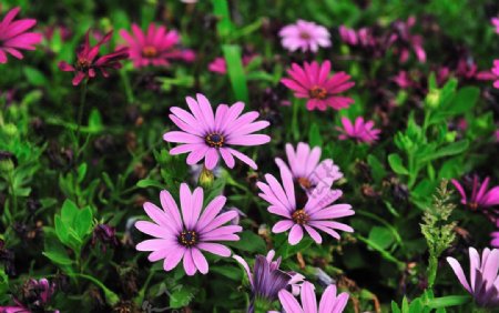 淡紫色雏菊图片