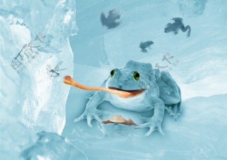 冰冻的青蛙图片