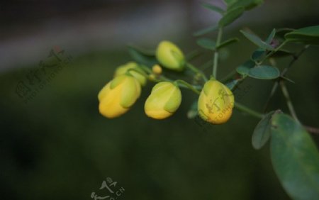 黄色花谷朵图片
