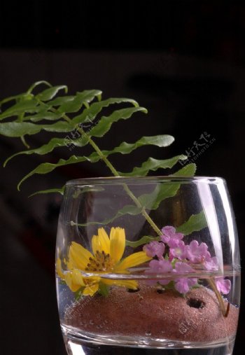酒杯里的雏菊叶子图片