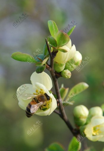 春天蜜蜂与花图片