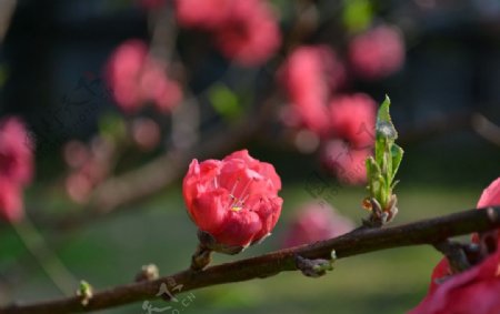 桃花图片