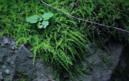 青石苔藓图片