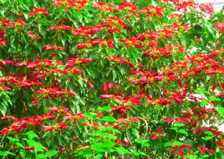 红红的攀枝花图片