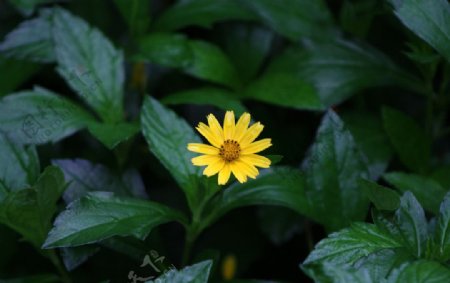 雨后野菊花图片