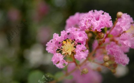 紫薇花图片