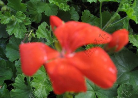 红花绿叶图片
