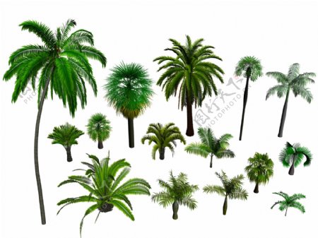 棕榈树集合图片