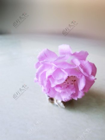 花朵小蔷薇图片