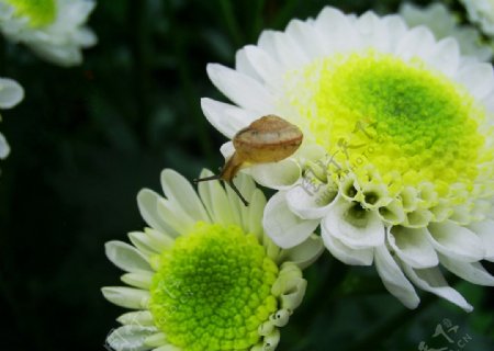 银菊与蜗牛图片