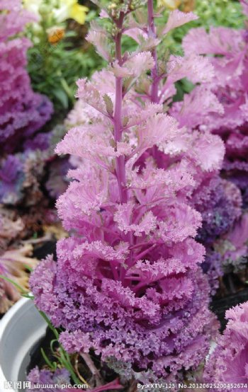 紫色盆栽菜花图片