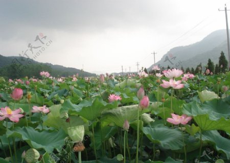 荷花竟放图片