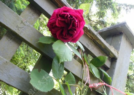 深红色玫瑰花图片
