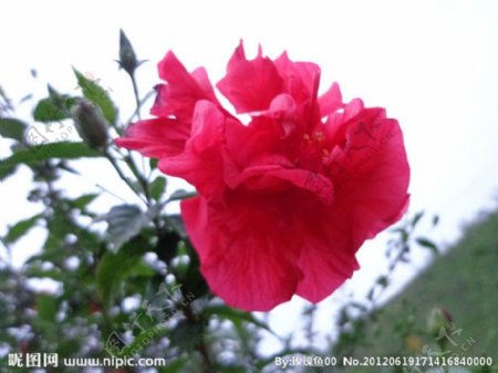 朱槿大红花图片
