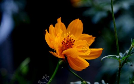 黄化菊图片