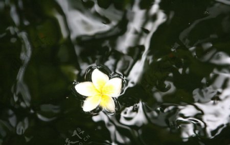 鸡蛋花图片