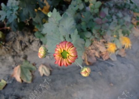橙色菊花花苞图片