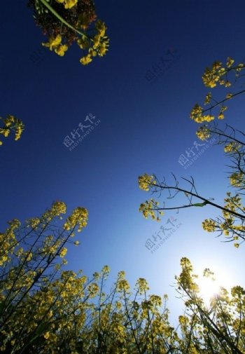 油菜花图片