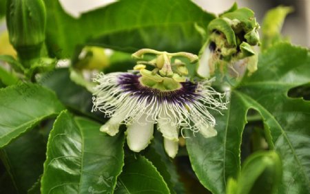 百香果的花Passifloraedulis图片