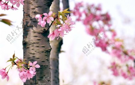 樱花摄影图JPG图片