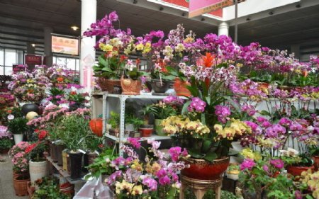 花卉市场一瞥图片