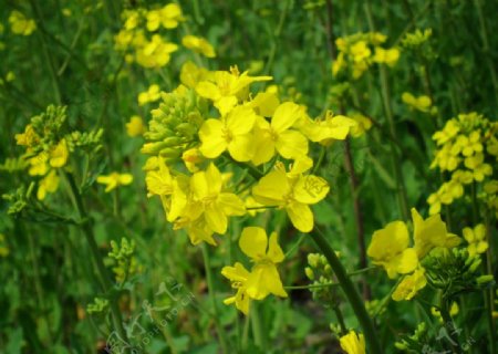 油菜花开图片