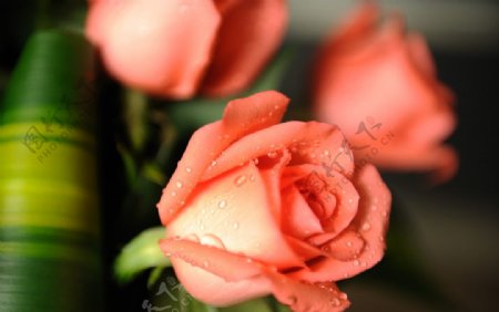 英国淡桔红玫瑰图片