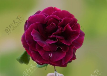 英国紫玫瑰图片