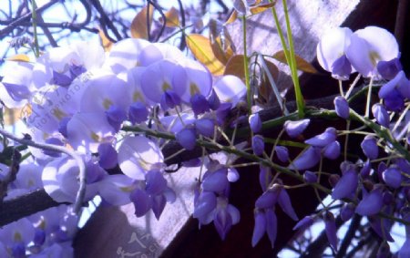 紫藤花開图片